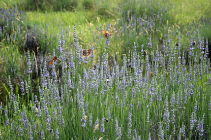 Lavender-field-1