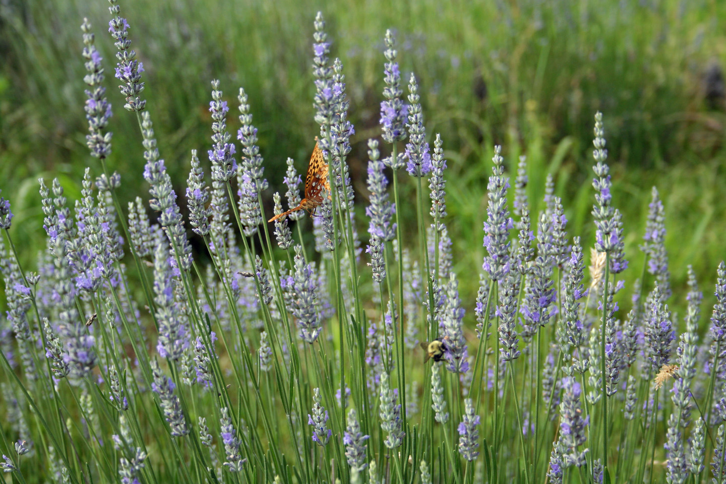Lavender field 3 Lavender field 3
